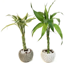 Load image into Gallery viewer, Lucky Bamboo, 3in, Mini Twist, Natural Pot
