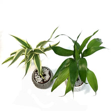 Load image into Gallery viewer, Lucky Bamboo, 3in, Mini Twist, Natural Pot
