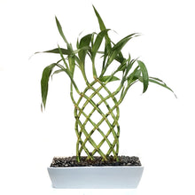 Load image into Gallery viewer, Rectangle Trellis Bamboo in Ceramic Pot
