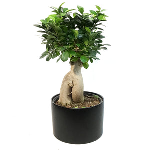 Bonsai, 8in, Ficus Ginseng