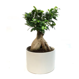 Bonsai, 8in, Ficus Ginseng