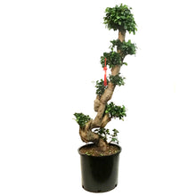 Load image into Gallery viewer, Bonsai, 14n, Ficus Ginseng
