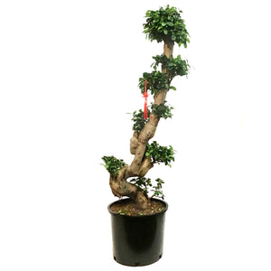 Bonsai, 14n, Ficus Ginseng