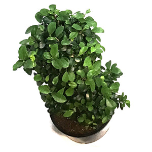 Bonsai, 14n, Ficus Ginseng