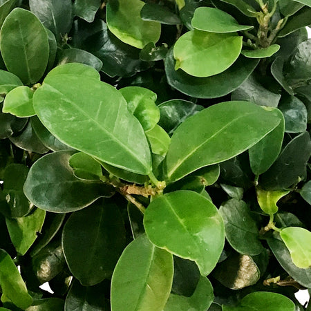 Bonsai, 14n, Ficus Ginseng