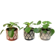 Load image into Gallery viewer, Pilea, 4in, Ceramic, Patterned Glazed
