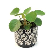 Load image into Gallery viewer, Pilea, 4in, Ceramic, Patterned Glazed
