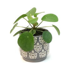 Load image into Gallery viewer, Pilea, 4in, Ceramic, Patterned Glazed
