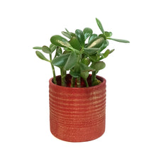 Load image into Gallery viewer, Jade 4in in Red Jewel Pot
