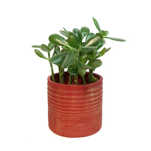 Jade 4in in Red Jewel Pot