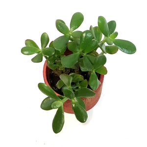 Jade 4in in Red Jewel Pot