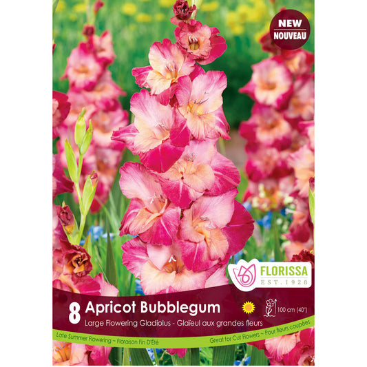 Gladiolus, Novelty - Bubble Gum Bulbs, 8 Pack