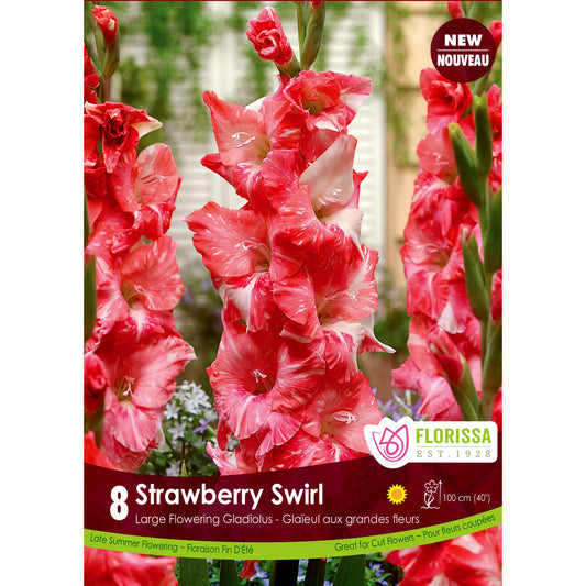 Gladiolus, Novelty -Strawberry Swirl Bulbs, 8 Pack