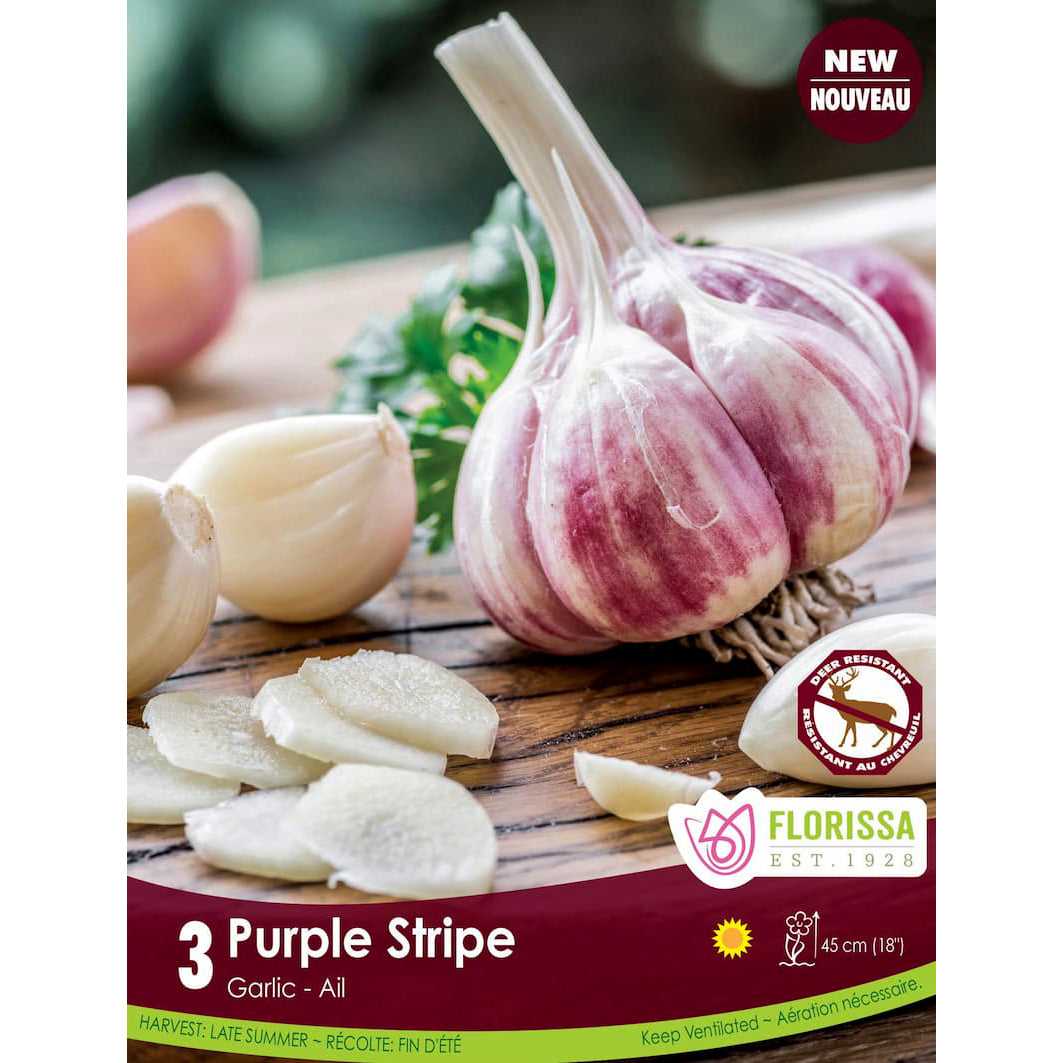 Garlic - Purple Stripe Bulbs, 3 Pack