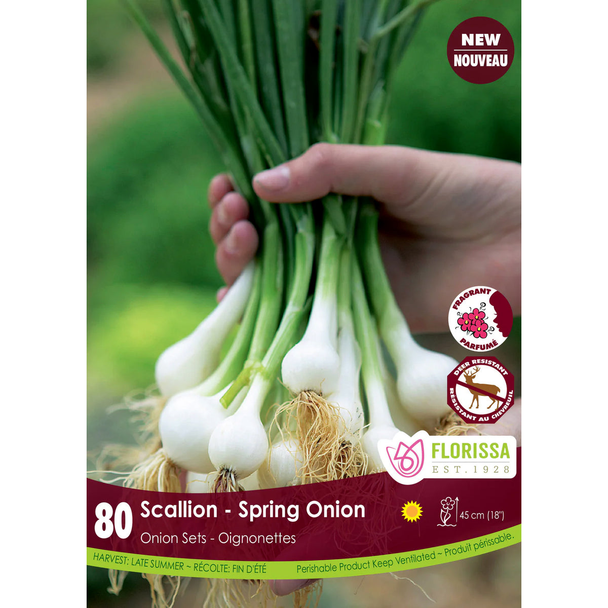 Onion - Green Bulbs, 80 Pack