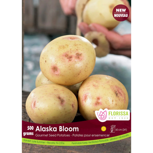 Seed Potato - Alaska Bloom, 500g