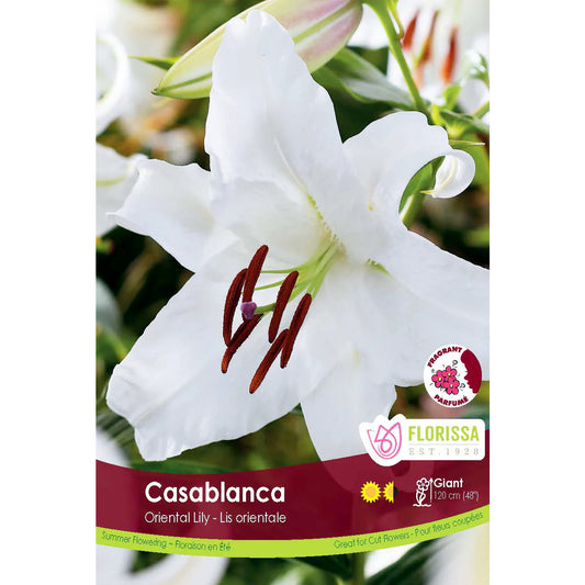 Mixed Oriental Lilies, Casablanca, 1pk