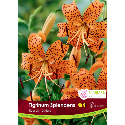 Lily, Tiger - Tiger Tigrinum Bulbs, 1 Pack