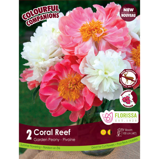 Peony - Coral Reef Bulbs, 2pk