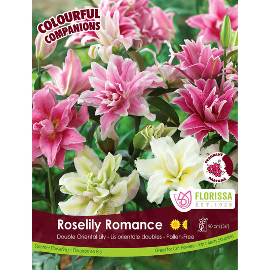 Lily - Roselily Romance Bulbs, 2pk