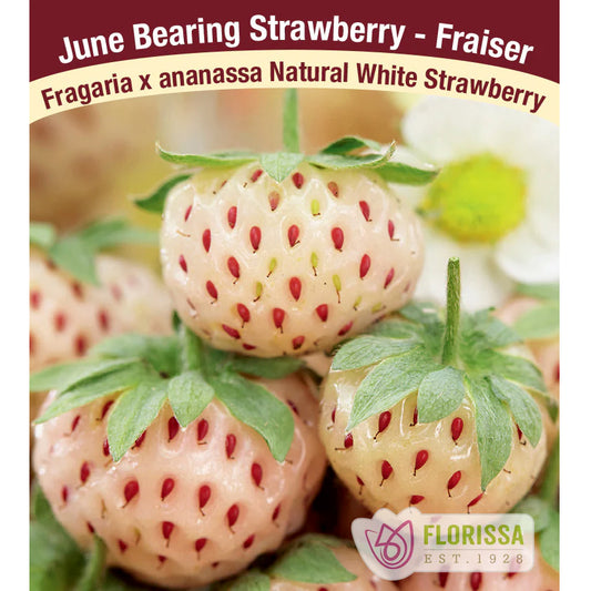 Strawberry- Natural White