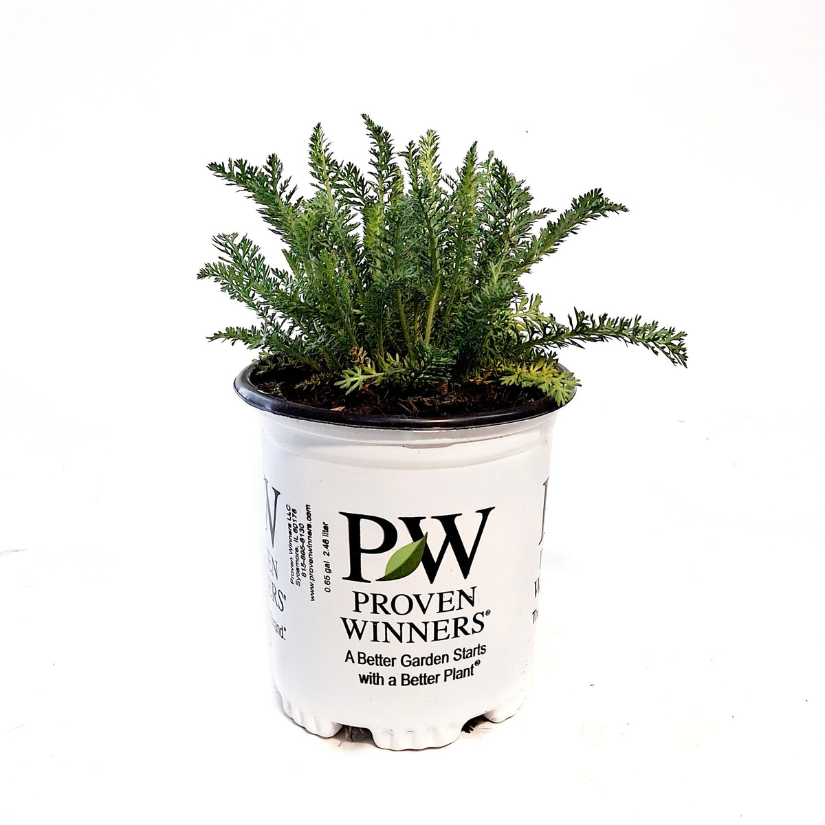 Achillea,1gal, Firefly Red Pop