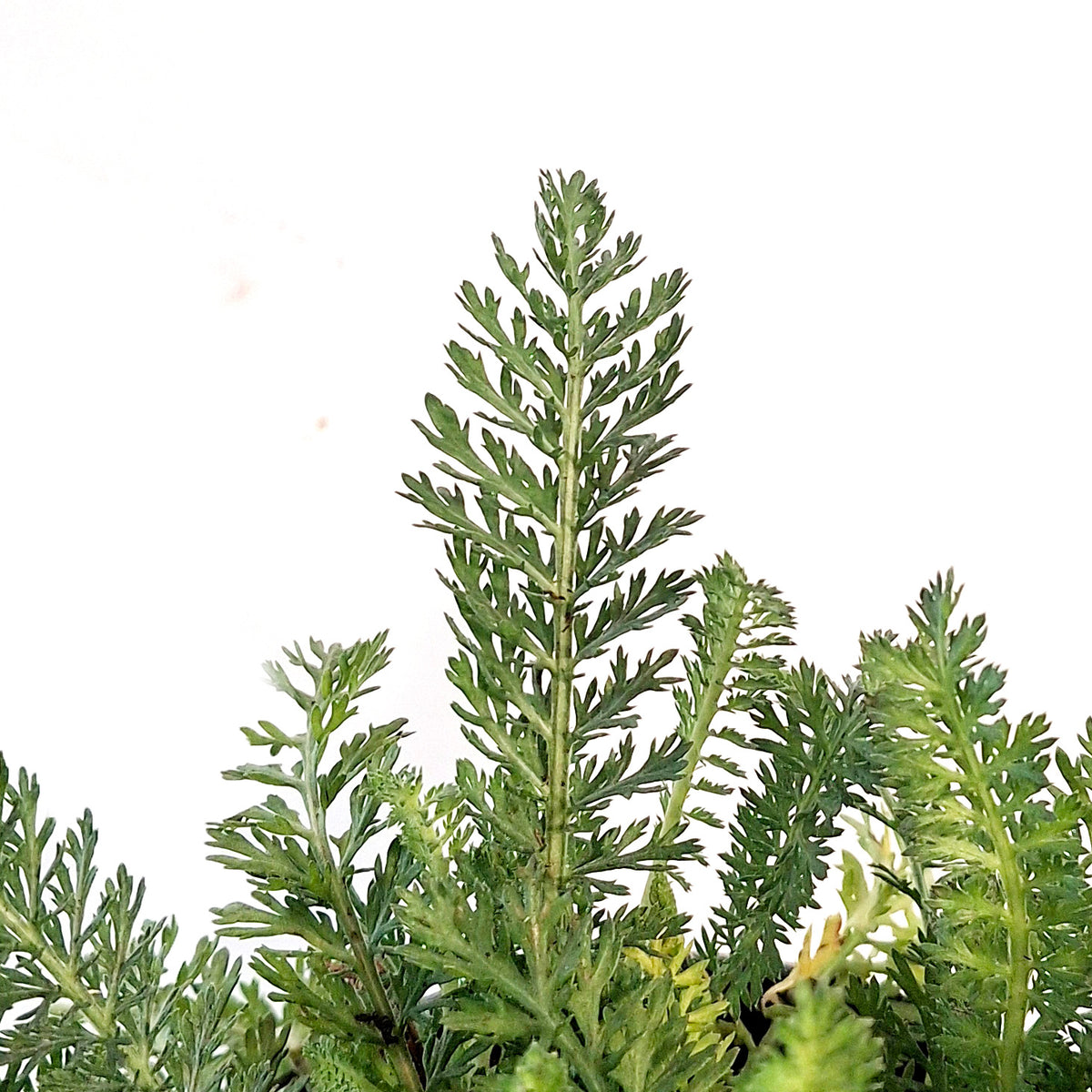 Achillea,1gal, Firefly Red Pop