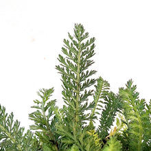 Load image into Gallery viewer, Achillea,1gal, Firefly Red Pop
