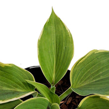 Load image into Gallery viewer, Hosta, 1gal, Shadowland, Gigantosaurus
