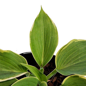 Hosta, 1gal, Shadowland, Gigantosaurus