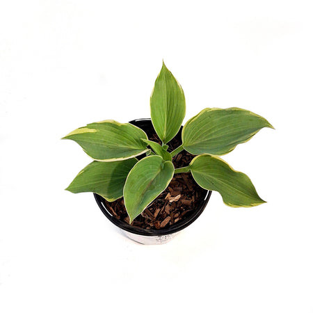 Hosta, 1gal, Shadowland, Gigantosaurus