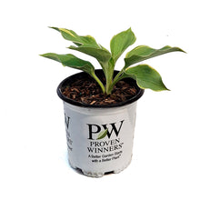 Load image into Gallery viewer, Hosta, 1gal, Shadowland, Gigantosaurus
