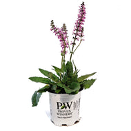 Salvia, 1 gal, Back To The Fuchsia