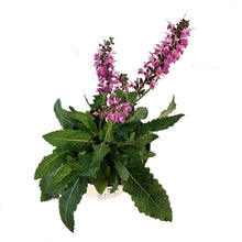 Load image into Gallery viewer, Salvia, 1 gal, Back To The Fuchsia
