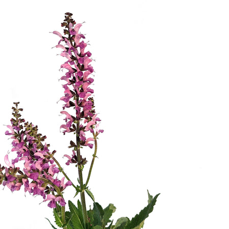 Salvia, 1 gal, Back To The Fuchsia