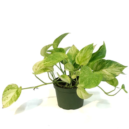 Pothos, 6in, Neon Queen