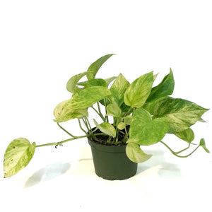 Pothos, 6in, Neon Queen