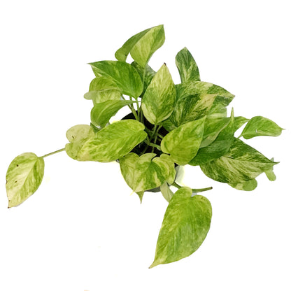 Pothos, 6in, Neon Queen