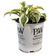 Load image into Gallery viewer, Hosta, 2gal, Shadowland, Autumn Frost
