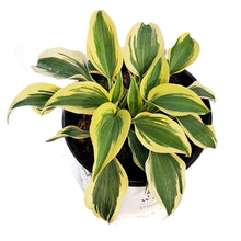 Load image into Gallery viewer, Hosta, 2gal, Shadowland, Autumn Frost
