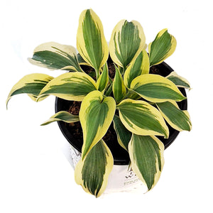Hosta, 2gal, Shadowland, Autumn Frost