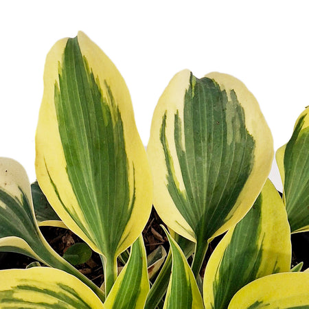 Hosta, 2gal, Shadowland, Autumn Frost