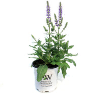 Salvia, 1 gal, Violet Profusion