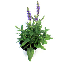 Load image into Gallery viewer, Salvia, 1 gal, Violet Profusion
