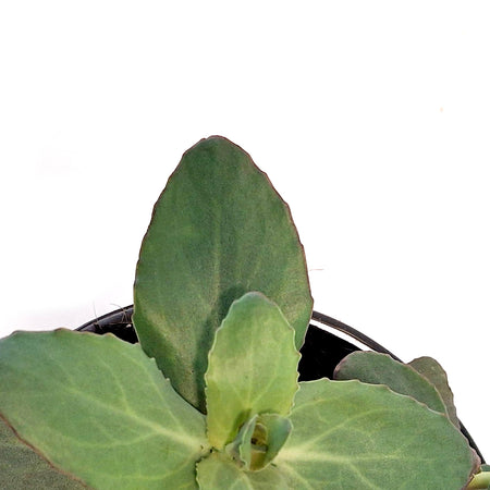 Sedum, 1gal, Midnight Velvet Stonecrop (PW)