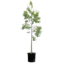 Load image into Gallery viewer, Maple, 10 gal, Amur Tree Form
