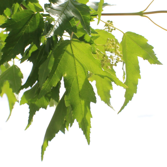 Maple, 10 gal, Amur Tree Form