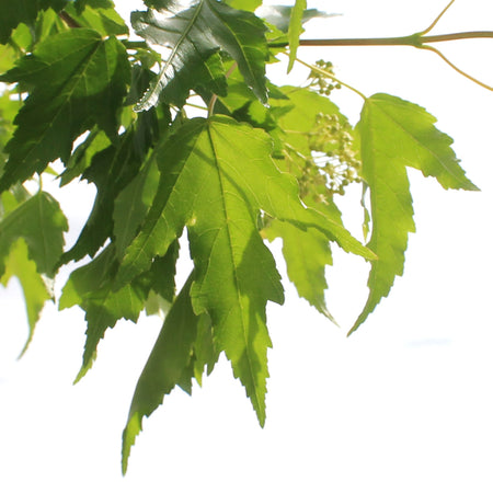 Maple, 10 gal, Amur Tree Form