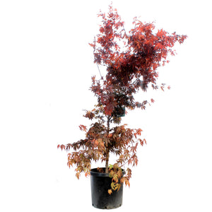 Japanese Maple, 10 Gal, Red-Leaf