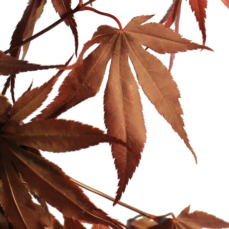 Japanese Maple, 10 Gal, Red-Leaf